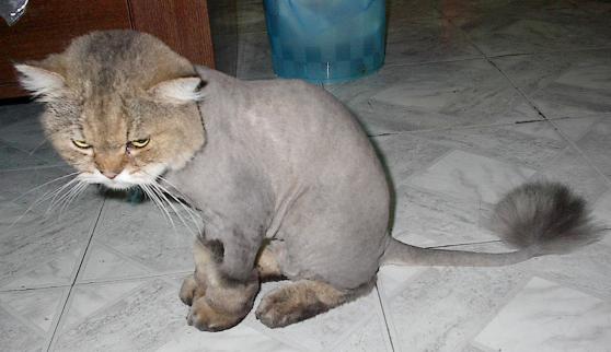 lion dog haircut